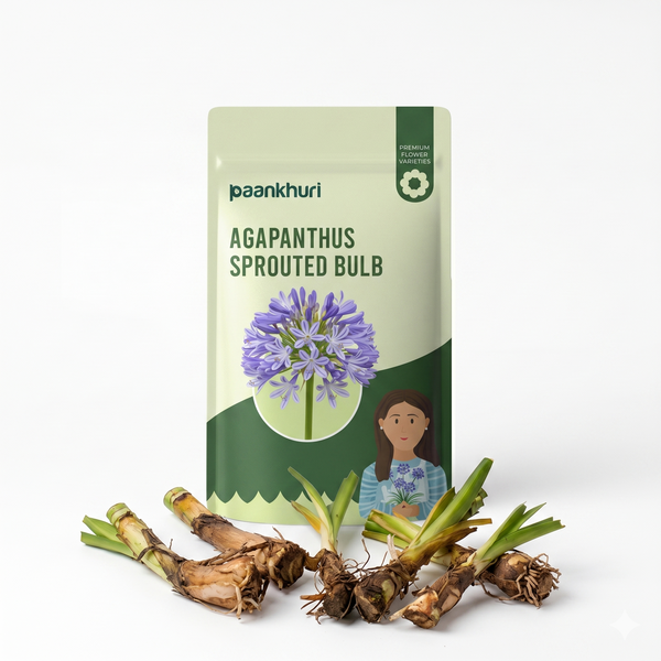 Agapanthus Sprouted Bulb