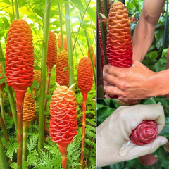 Shampoo Ginger Bulbs