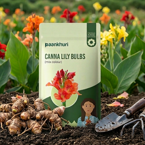Canna Lily Bulbs