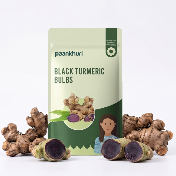 Black Turmeric Bulb