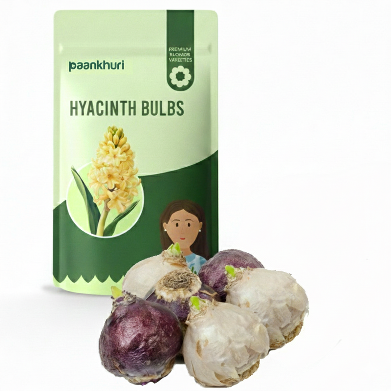 Hyacinth Bulbs (Mix Colour)