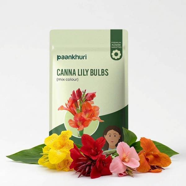 Canna Lily Bulbs