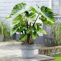 Alocasia Bulbs