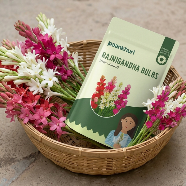 Mix Colour Rajnigandha Bulbs