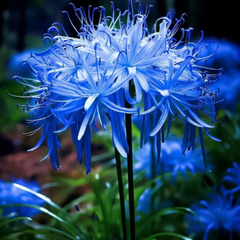Spider Lily Bulbs
