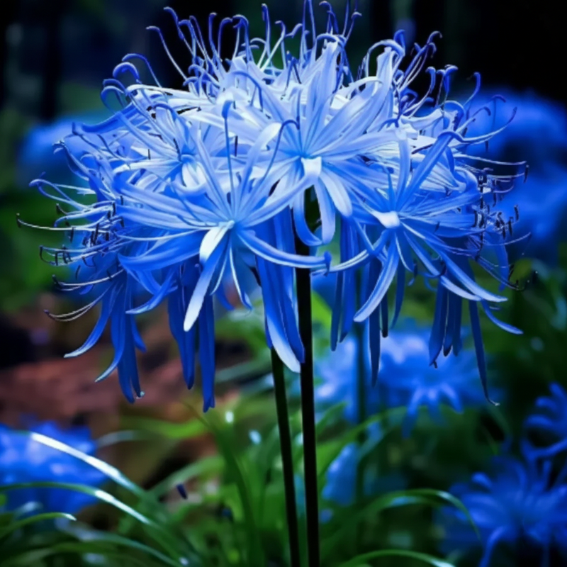 Spider Lily Bulbs