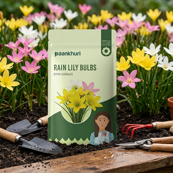 Mixed Rain Lily Bulbs