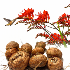 Crocosmia Flower Bulbs
