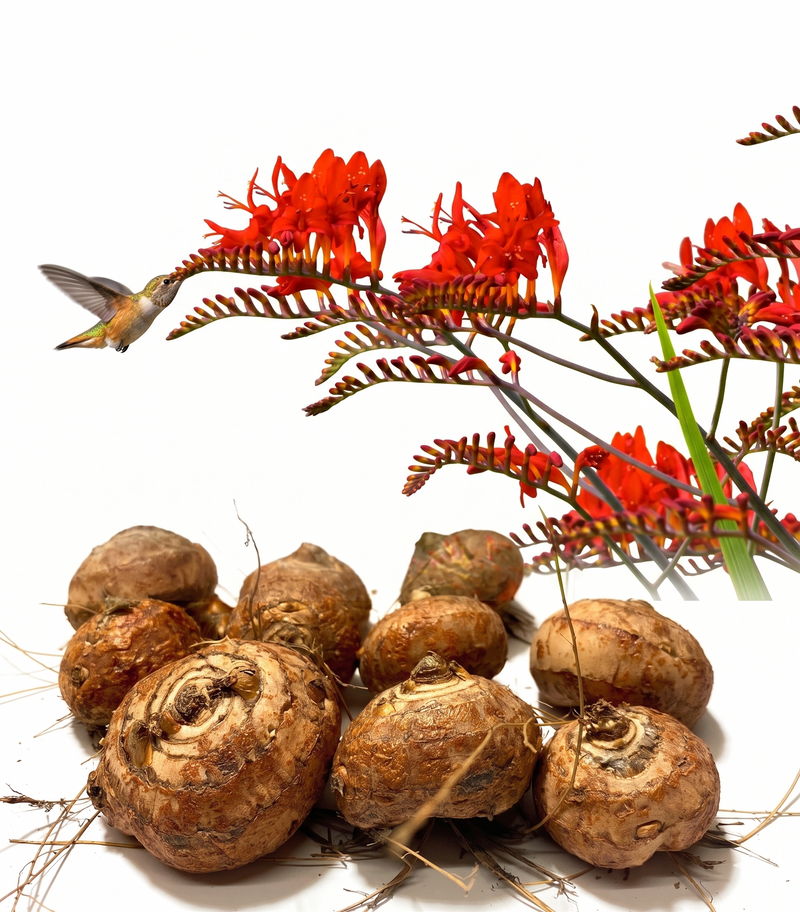 Crocosmia Flower Bulbs