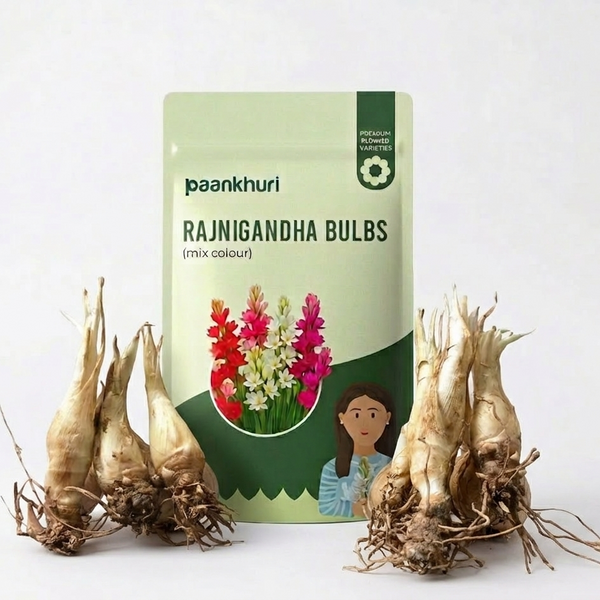 Mix Colour Rajnigandha Bulbs