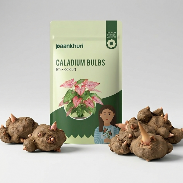 Mixed Caladium Bulbs