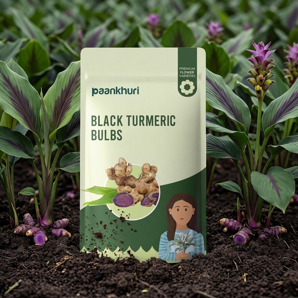 Black Turmeric Bulb