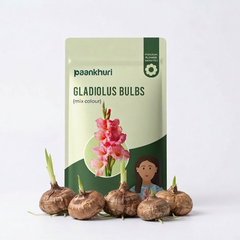 Gladiolus Bulbs