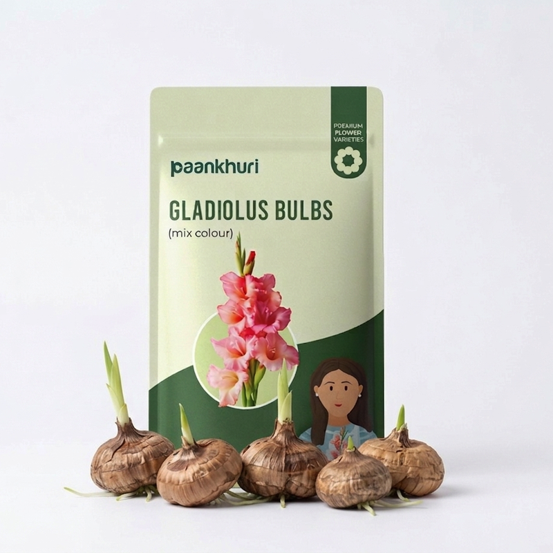 Gladiolus Bulbs