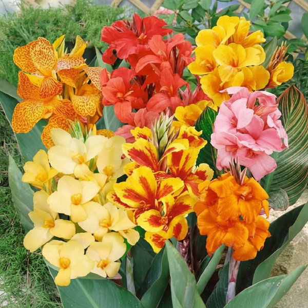 Canna Lily Bulbs