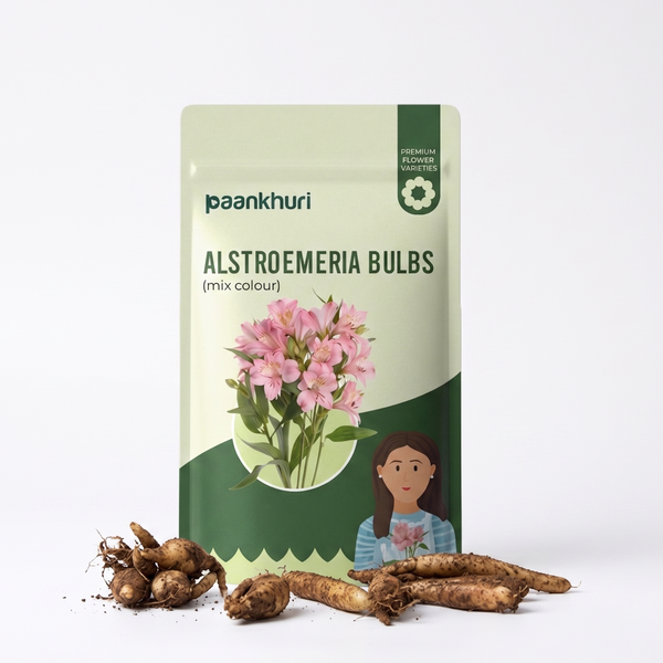 Alstroemeria Flower Bulbs