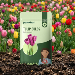 Tulip Bulbs