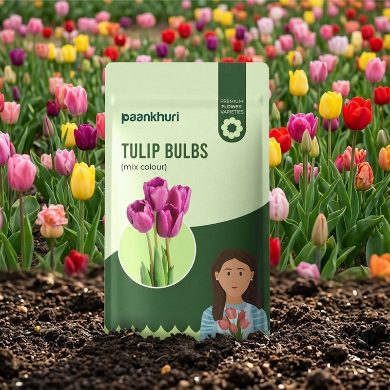 Tulip Bulbs