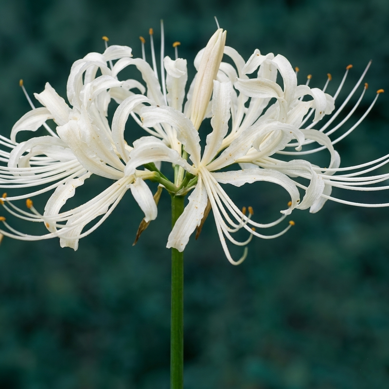 Spider Lily Bulbs