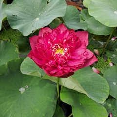 Rare & Exotic Varieties Lotus Tubers