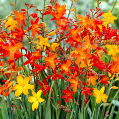 Crocosmia Flower Bulbs