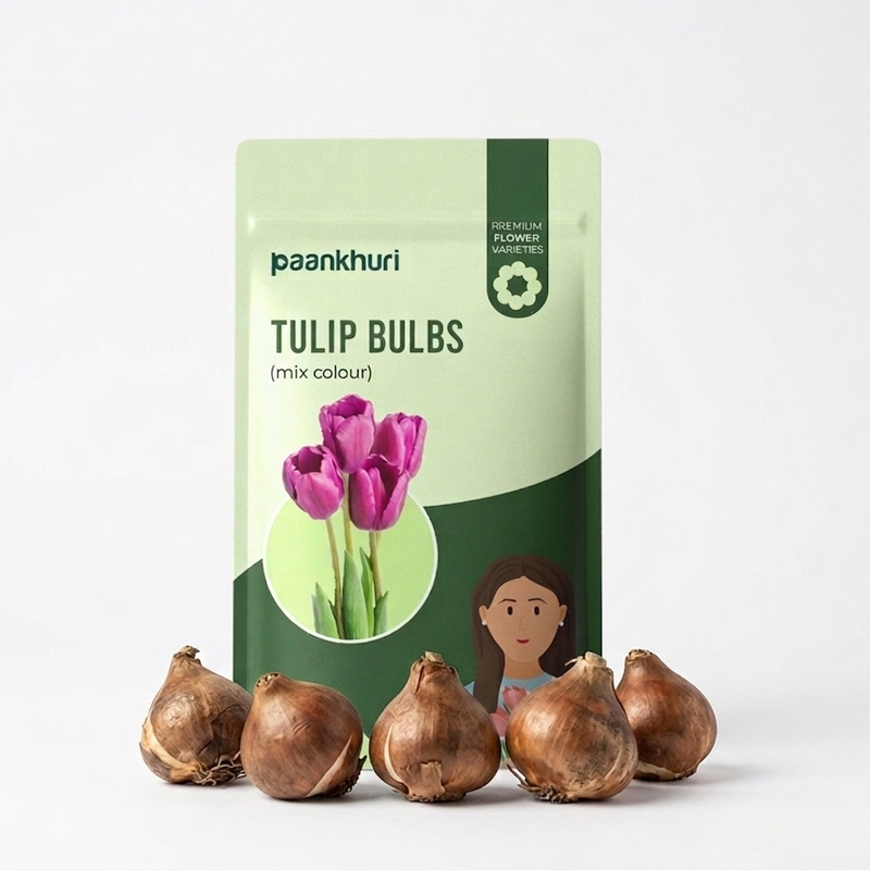 Tulip Bulbs