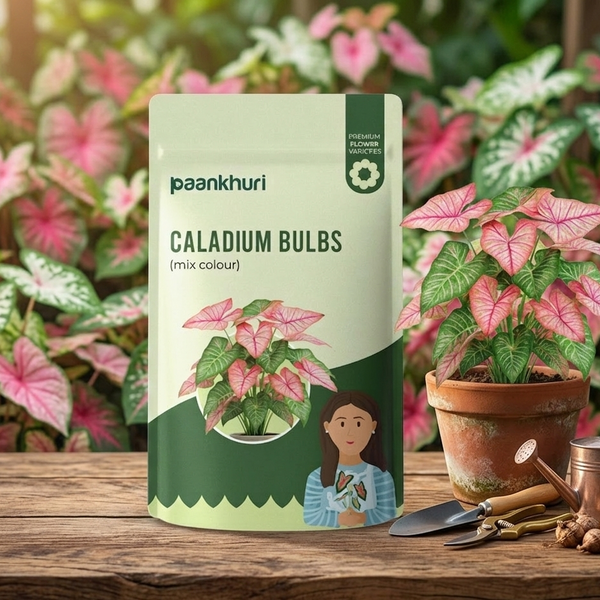 Mixed Caladium Bulbs
