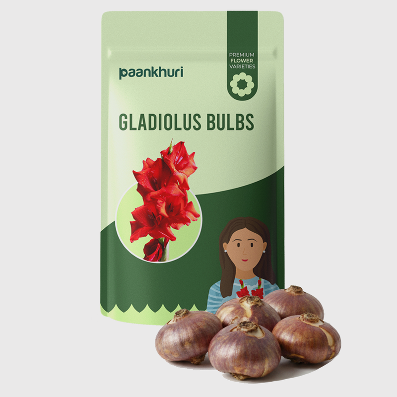 Gladiolus Bulbs (Mix Colour)