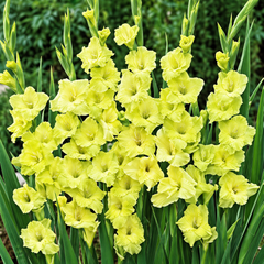 A dense cluster of pale yellow gladiolus flowers with long green leaves, photographed outdoors against a blurred green garden background.