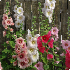 Hollyhock Mix Seeds