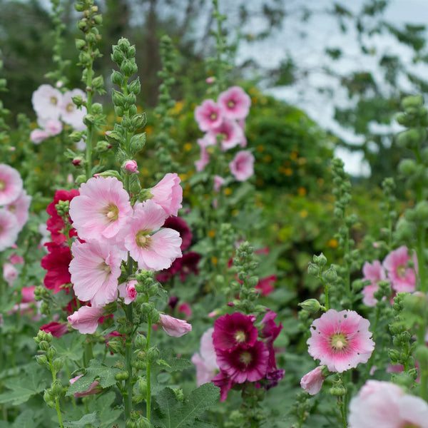 Hollyhock Mix Seeds