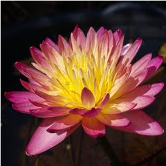Tropical Varieties Water Lily Rhizome