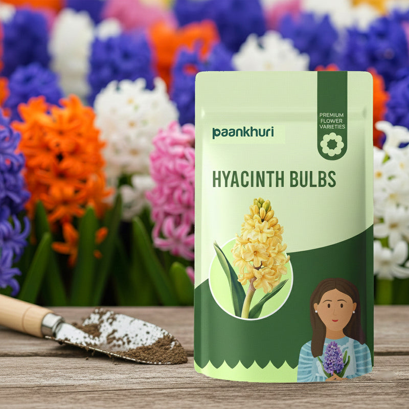 Hyacinth Bulbs (Mix Colour)