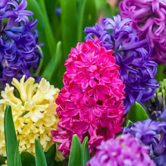 Hyacinth Bulbs (Mix Colour)