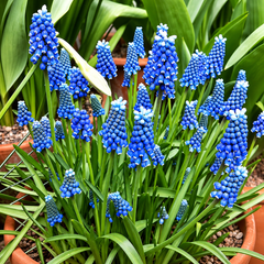 Blue grape hyacinth flowers blooming in terracotta pots with green foliage in a garden setting.