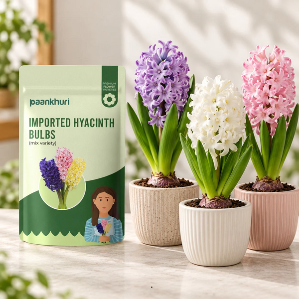 A package of Paankhuri Imported Hyacinth Bulbs stands next to three potted hyacinths in purple, white, and pink flowers on a light marble surface.