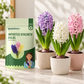 A package of Paankhuri Imported Hyacinth Bulbs stands next to three potted hyacinths in purple, white, and pink flowers on a light marble surface.