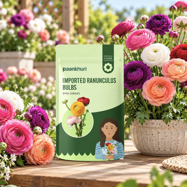 A stand-up pouch of Paankhuri Imported Ranunculus Bulbs (mix colour) stands on a wooden table surrounded by vibrant pink, purple, white, and peach ranunculus flowers in pots.
