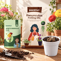A gardening product set on a wooden surface with potted flowers in the background. The set includes a bag of Paankhuri Ranunculus Potting Mix, a package of Paankhurii Imported Ranunculus Bulbs, a small white pot filled with soil and a bulb, and scattered potting soil with a small trowel.