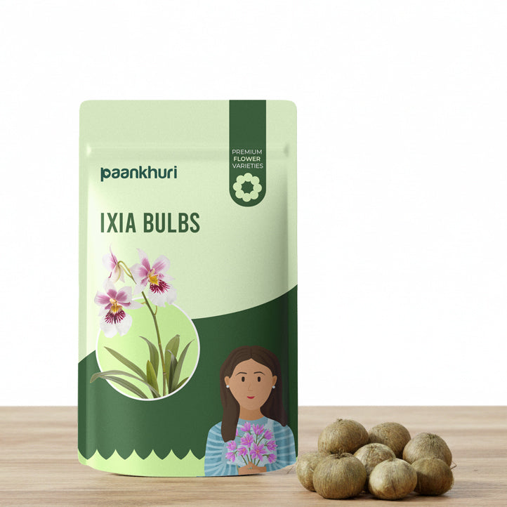 Ixia Flower Bulb - Mix Colour