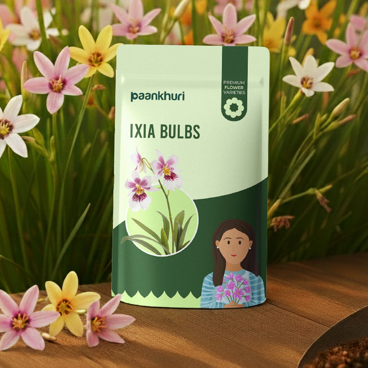 Ixia Flower Bulb - Mix Colour