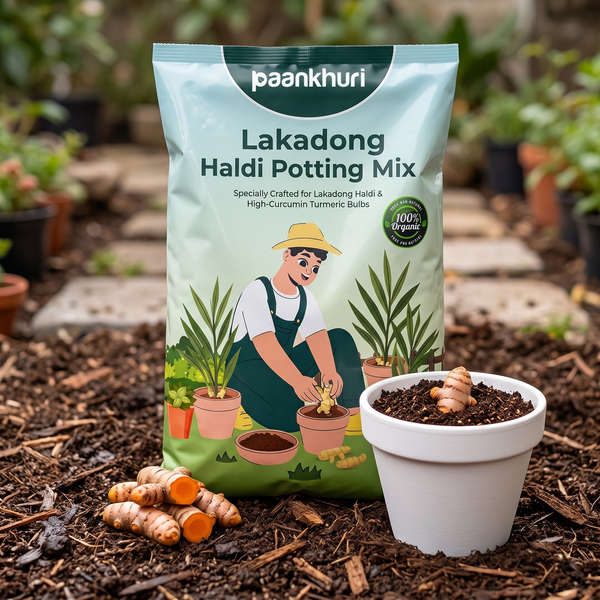 A bag of Paankhuri Lakadong Haldi Potting Mix stands on garden soil next to a small white pot filled with the dark potting mix and turmeric roots.