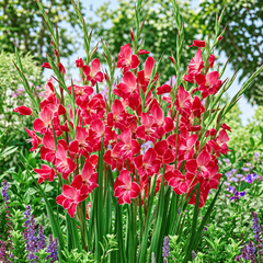 Imported Gladiolus Bulbs