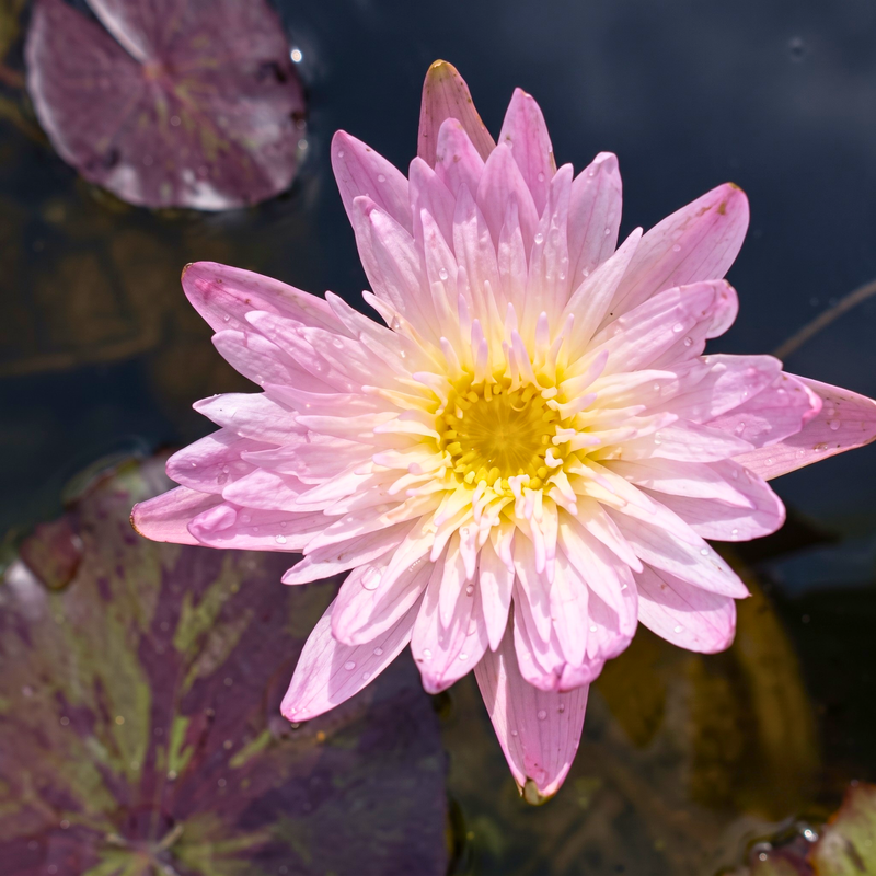 A close-up of a pink water lily flower with a yellow center, surrounded by dark water and lily pads.