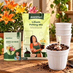 Asiatic Lily Bulbs
