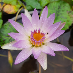 A close-up of a blooming water lily with lavender-purple petals, a bright orange-yellow center, and water droplets on the petals, set against a background of green lily pads and dark water.