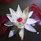 A close-up of a blooming white water lily with a bright pink center, floating on dark water with red lily pads visible around it.