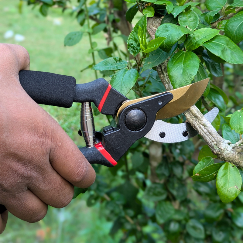 Hand holding garden shears cutting a branch with a green leafy background