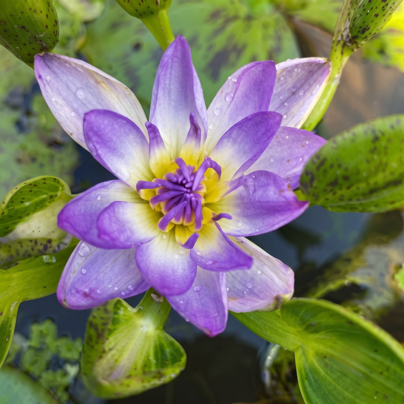 A close-up of a purple and white water lily flower with a yellow center, surrounded by green lily pads and water droplets.