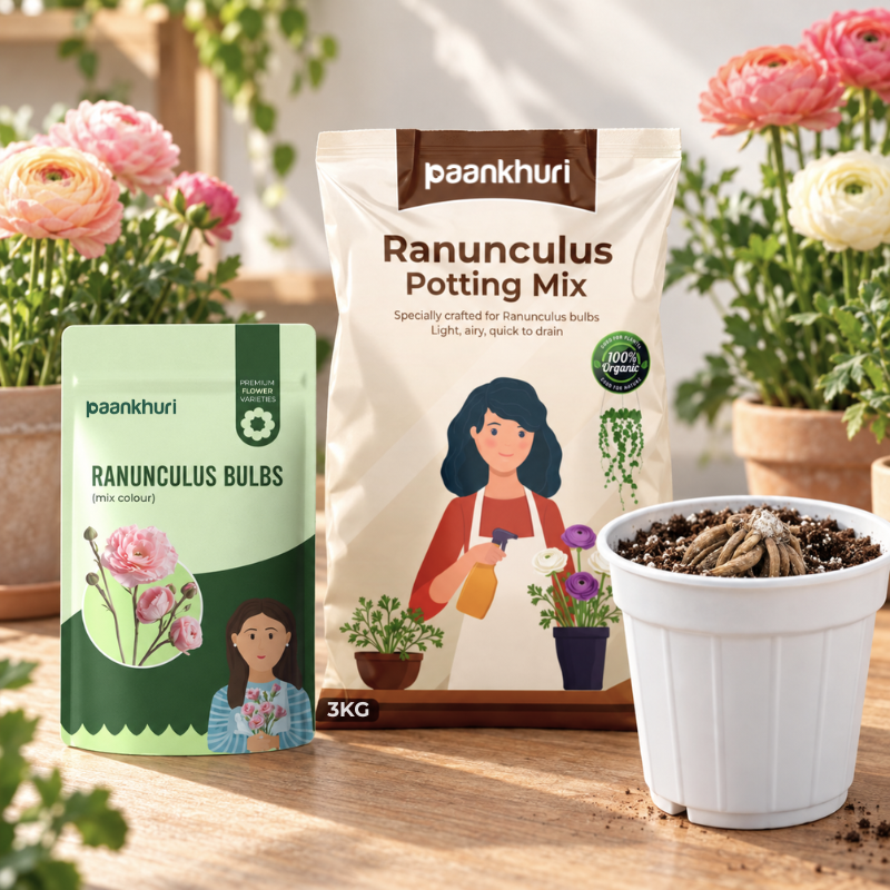 Paakhuri Ranunculus Potting Mix and Ranunculus Bulbs set displayed on a wooden table with a white pot containing soil, surrounded by potted flowers.